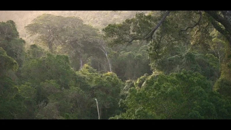 12 Knysna Forests – Indigenous woodland areas(4)