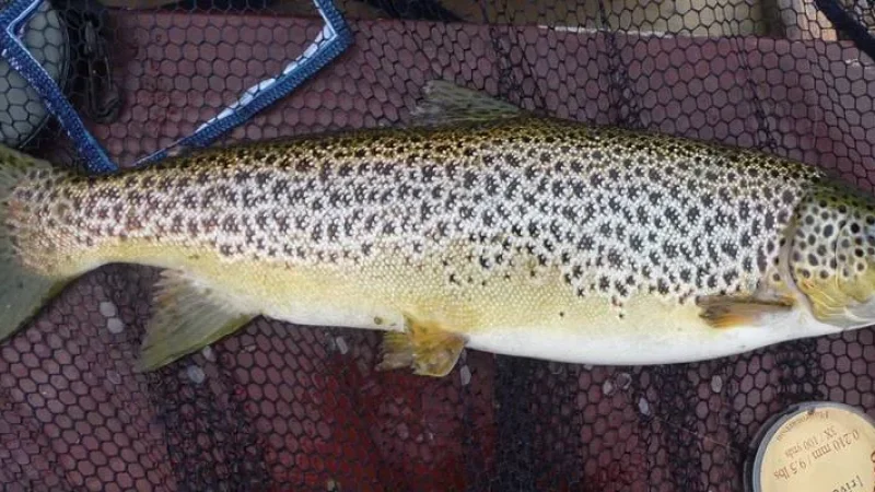 12) Lough Sheelin(1)