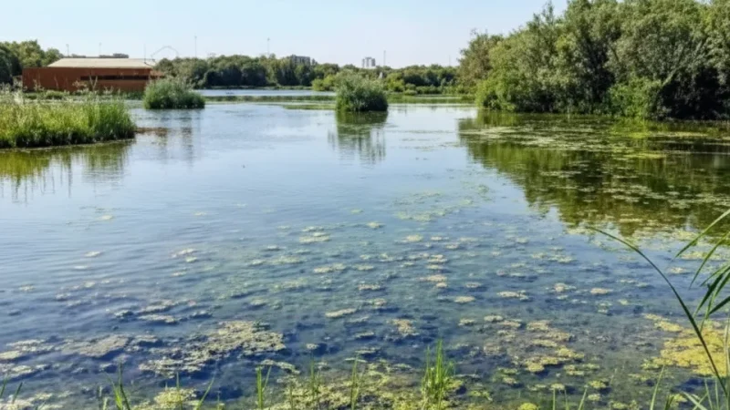 12) Native Plant Areas(6)
