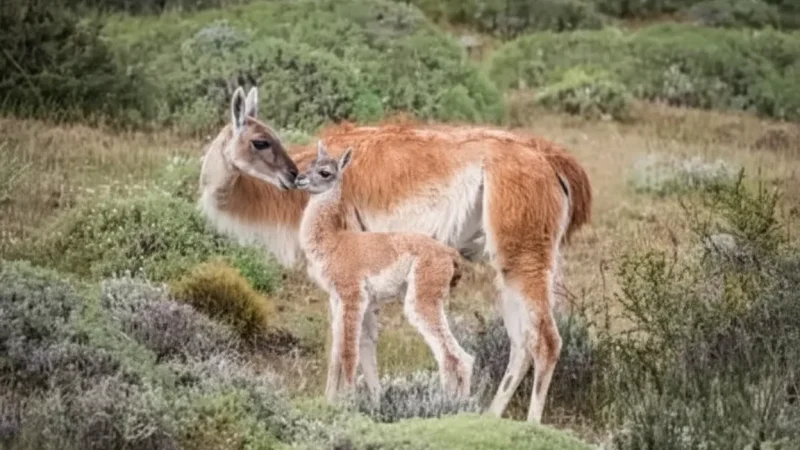 12 Nature Observation Points – Desert wildlife(5)