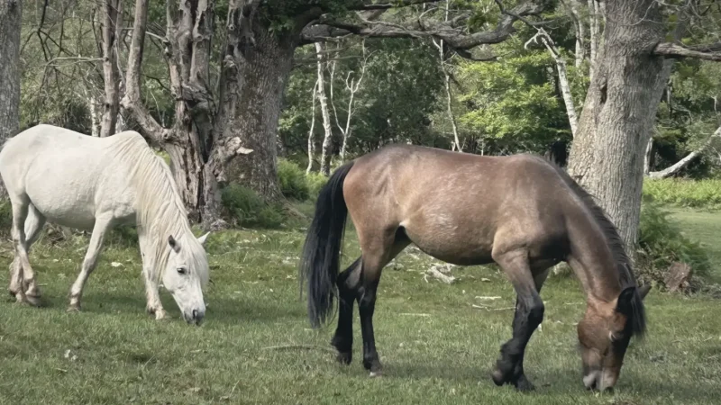 12) New Forest National Park(4)