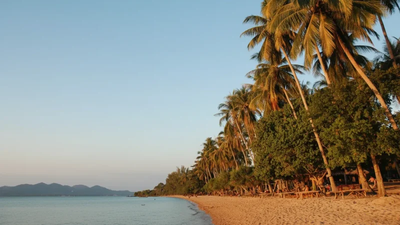 12 Palm Tree Groves – Natural island scenery(5)