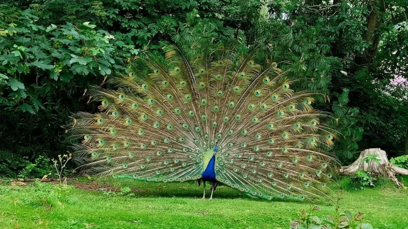 12) Tierpark Tinnum(2)