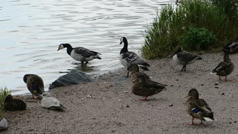 12 Töölö Bay ‒ Peaceful lakeside walking paths(3)
