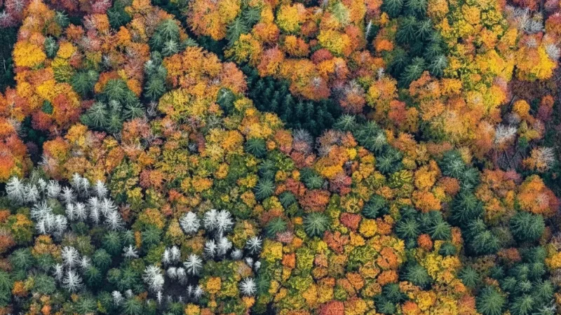12. Hangelstein Nature Reserve(2)