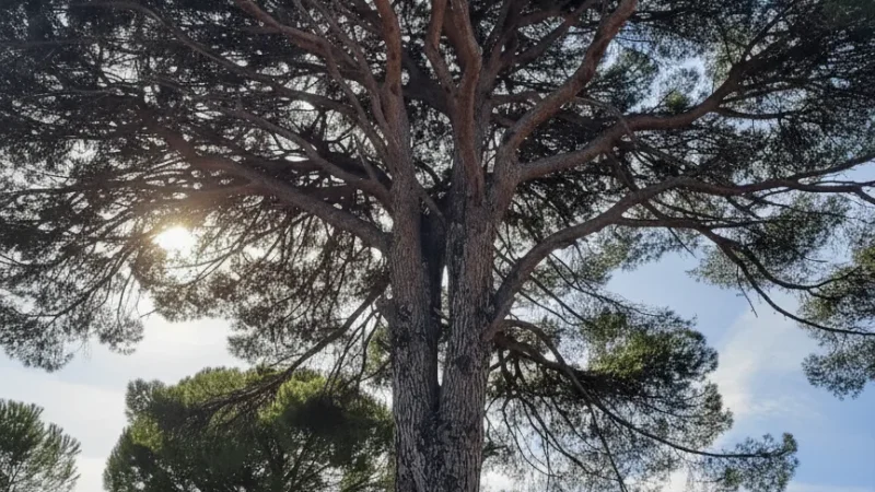 12. Kozak Plateau(1)