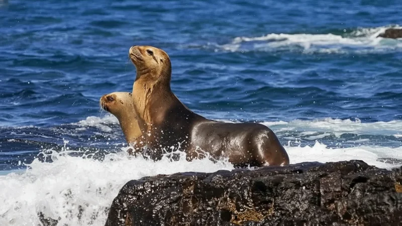 12. Photography Spots – Ocean and wildlife shots(5)