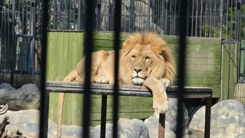 12. Tarsus Zoo – Small family-friendly animal park_(3)