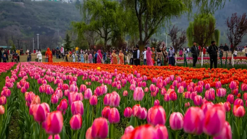 12. Tulip Garden – Asia’s largest tulip garden (seasonal)_(1)