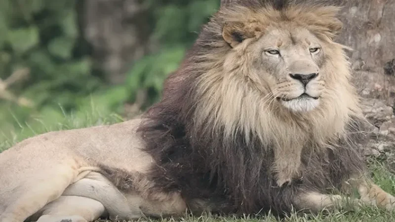 12_Big_Cat_Rescue(3)