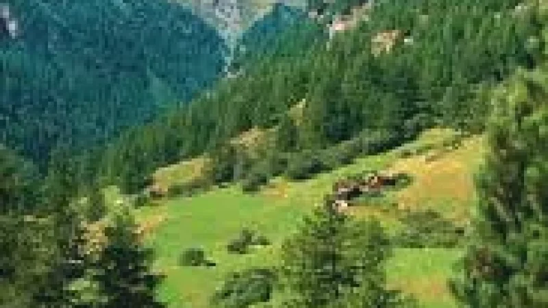 13 Alpine Meadows(3)
