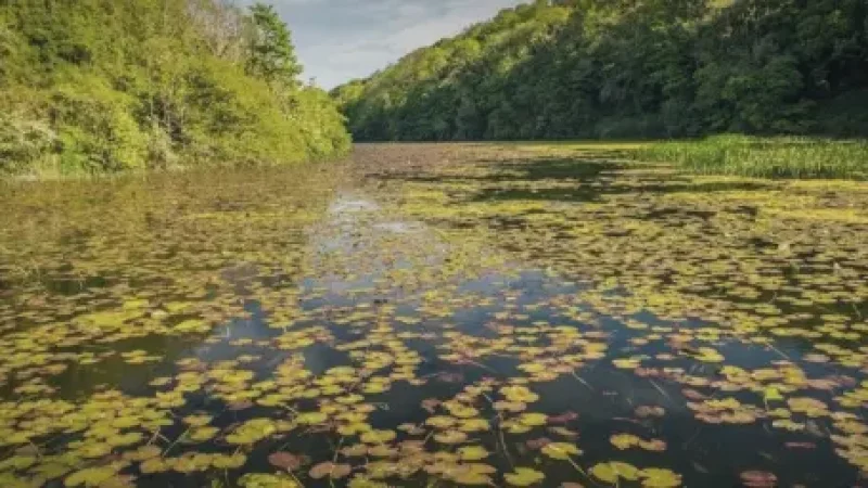 13) Bosherston Lily Ponds(1)