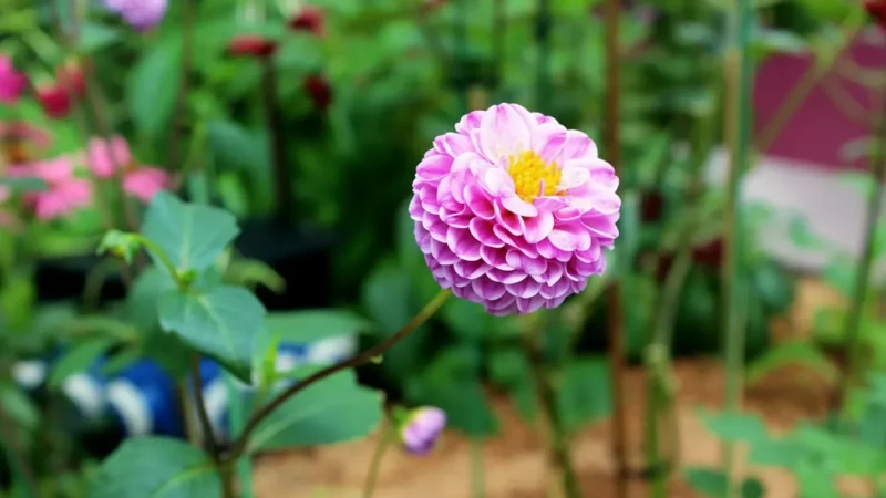 13) Botanical Garden Wurzburg(6)