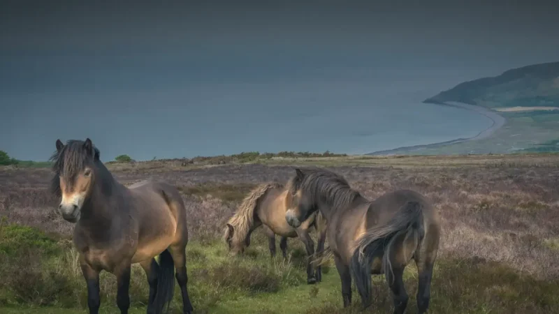 13) Exmoor National Park(4)