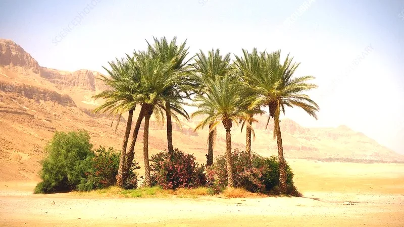 13) Oasis Areas(4)