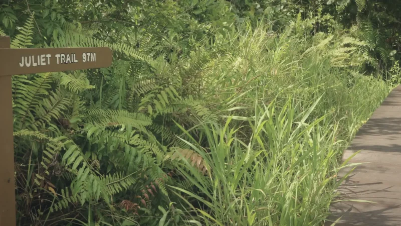 13) Piasau Nature Reserve(3)