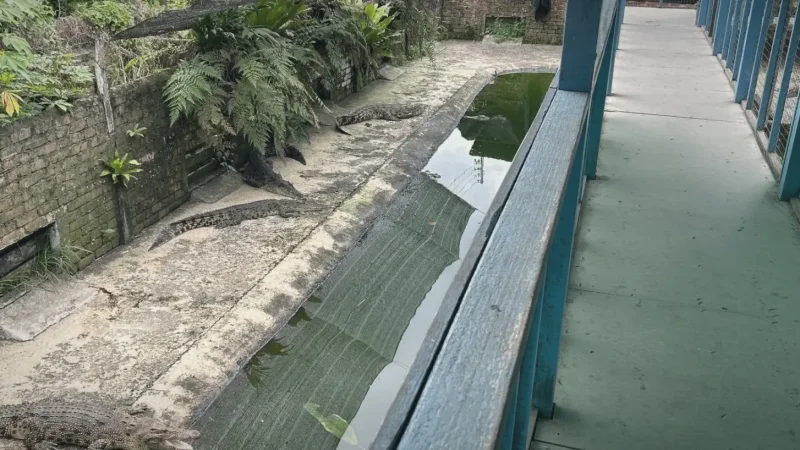 13) Sandakan Crocodile Farm(4)