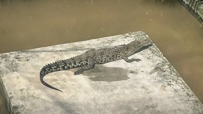 13) Sandakan Crocodile Farm(5)