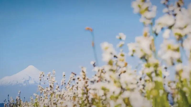 13) Seasonal Wildflowers(2)