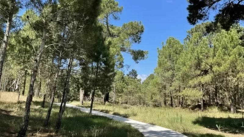 13 Shaded Forest Paths – Cool walking routes(4)