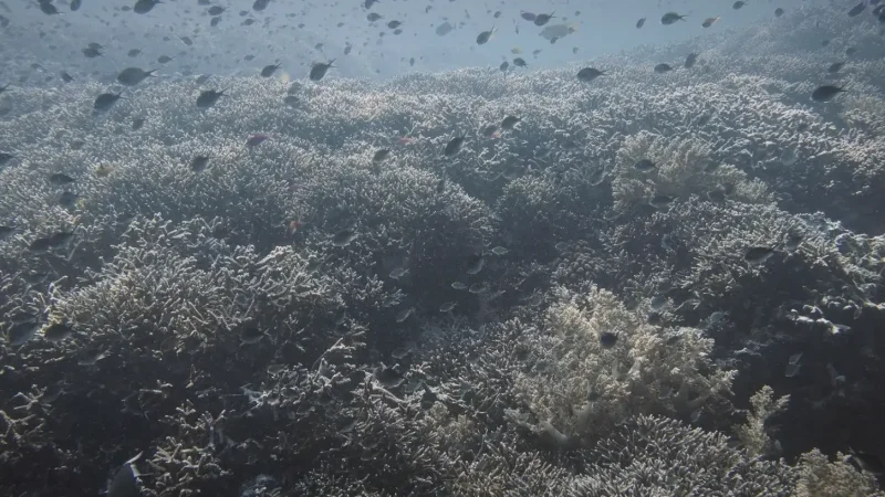 13) Sipadan Coral Garden(4)