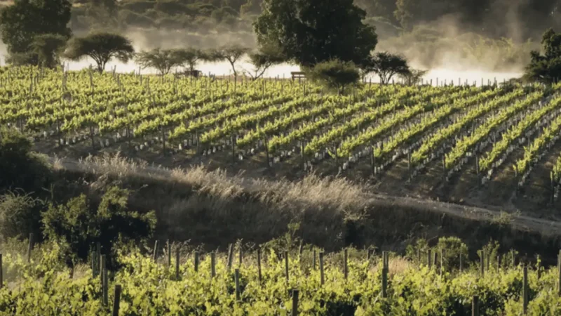 13) Sunset Vineyard Areas(2)