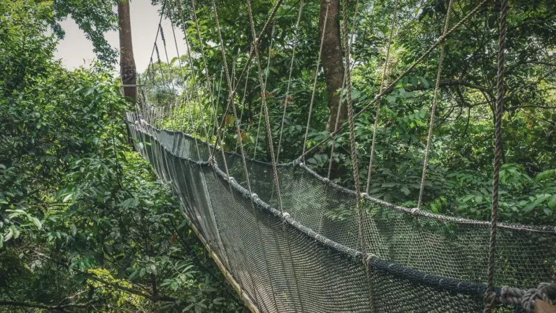 13) Taman Negara Canopy Garden(1)