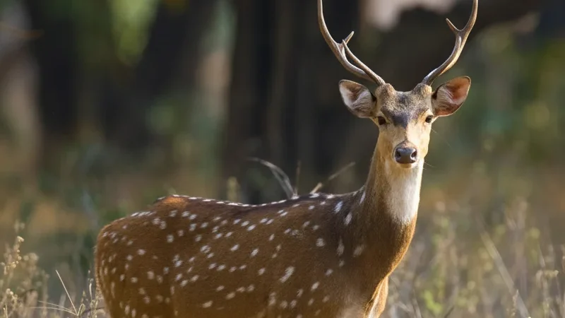 13) Wildlife Observation Areas(1)