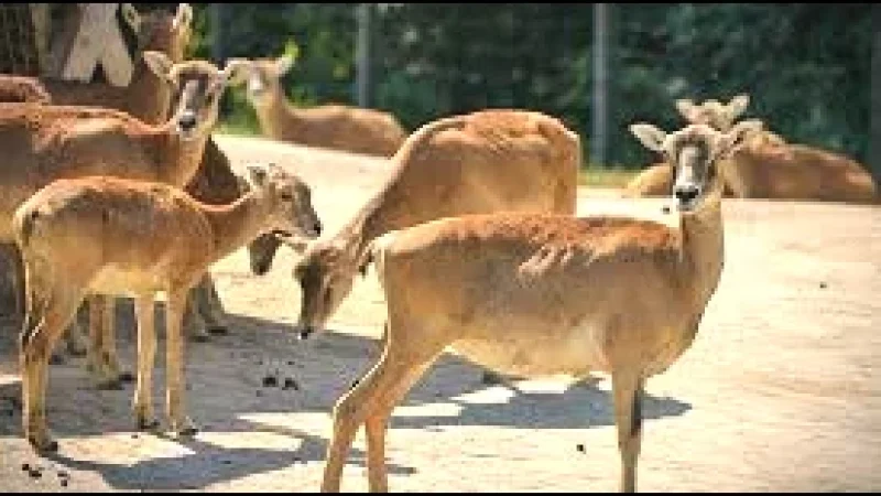 13 Wildpark Bruderhaus(3)
