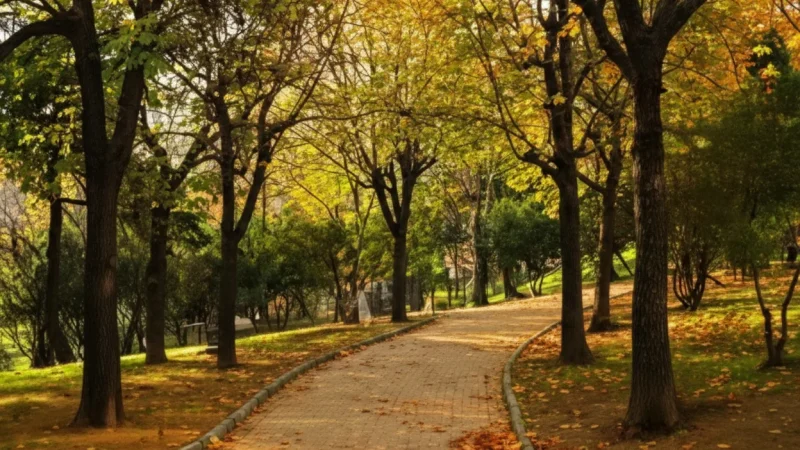 13. Abbasa■a Park(4)