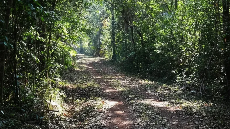 13. Cotigao Wildlife Sanctuary – A forest area with treetop walkways_(1)