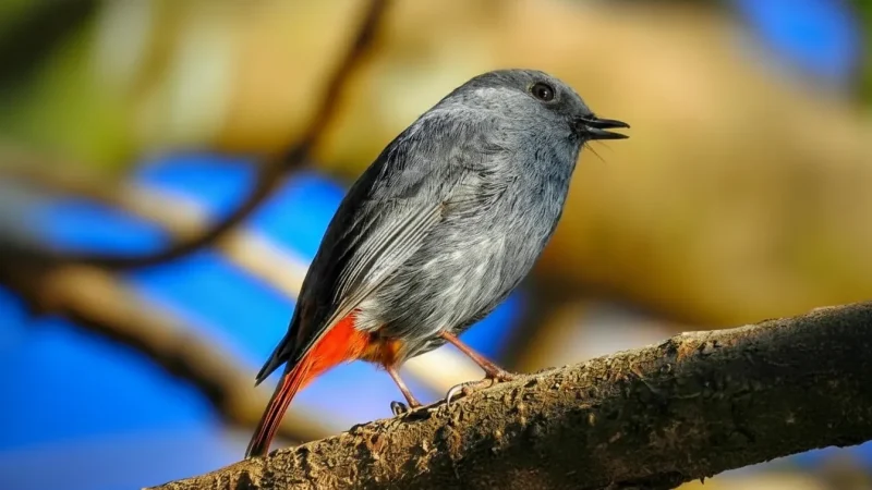 13. Kilbury Bird Sanctuary – A forest bird-watching area_(6)