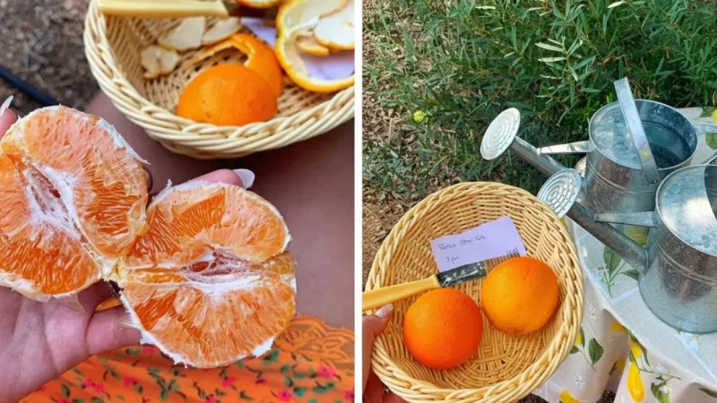 13. Local Citrus Farms – Farms with oranges and lemons_(3)
