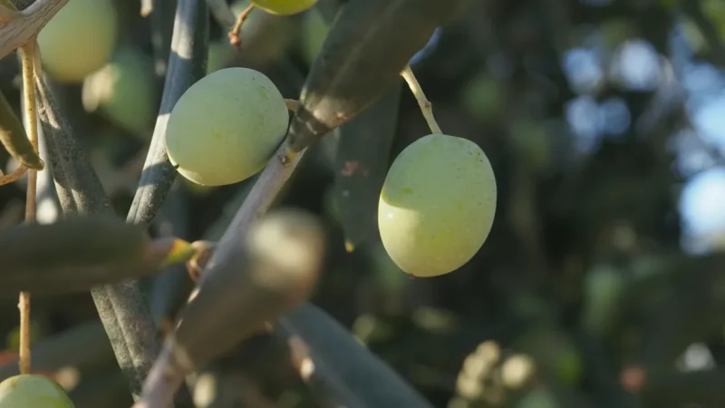 13. Olive Gardens – Traditional olive oil areas_(1)