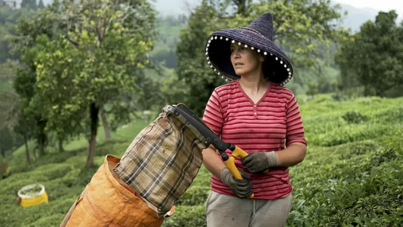 13. Regional Tea Gardens(1)