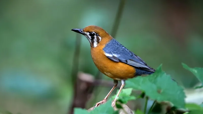 13. Salim Ali Bird Sanctuary – A mangrove wildlife area_(6)