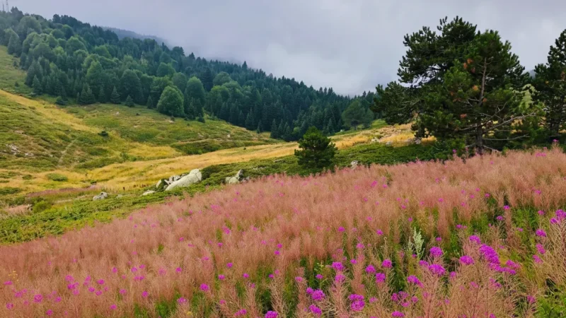 13. Uludag Botanical Areas – Alpine plants and rare mountain vegetation_(5)