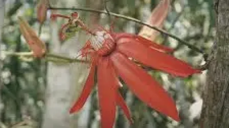 14 Biodiversity Zones – Rich plant life(1)