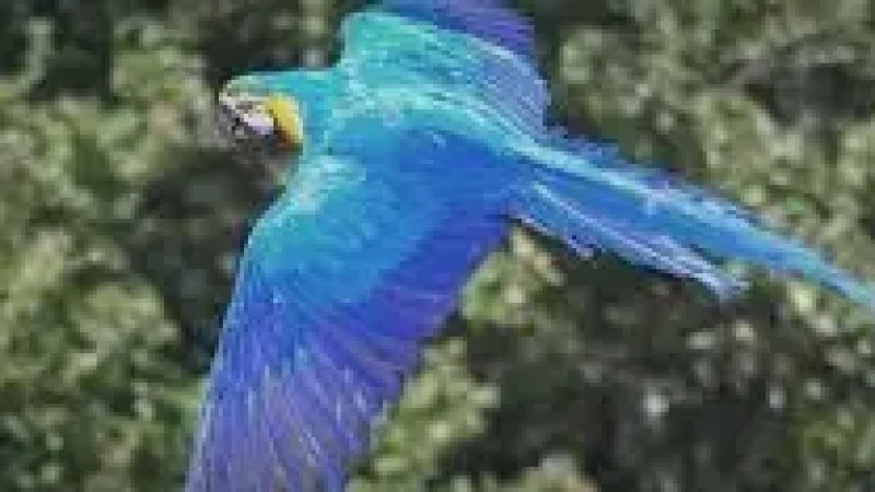14 Birdwatching Areas ‒ Tropical species(2)