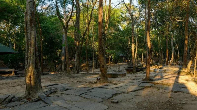 14 Forest Walking Paths – Quiet exploration routes(4)