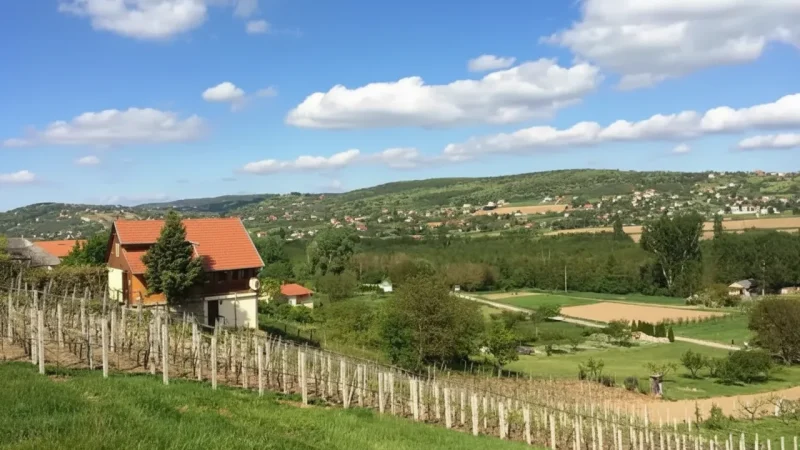 14) Nearby Vineyards(2)
