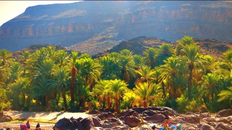 14) Palm Groves(2)