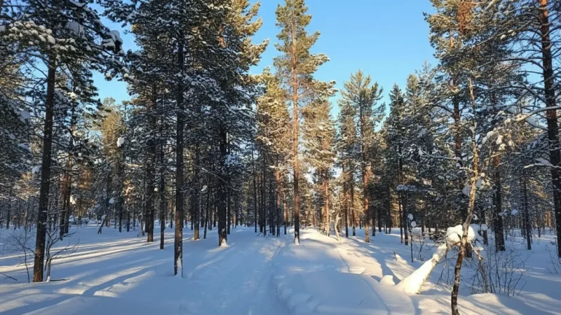 14 Quiet Forest Areas ‒ Peaceful nature spots(6)