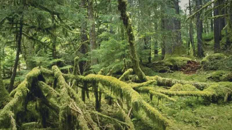 14) Rainforest Trails(5)