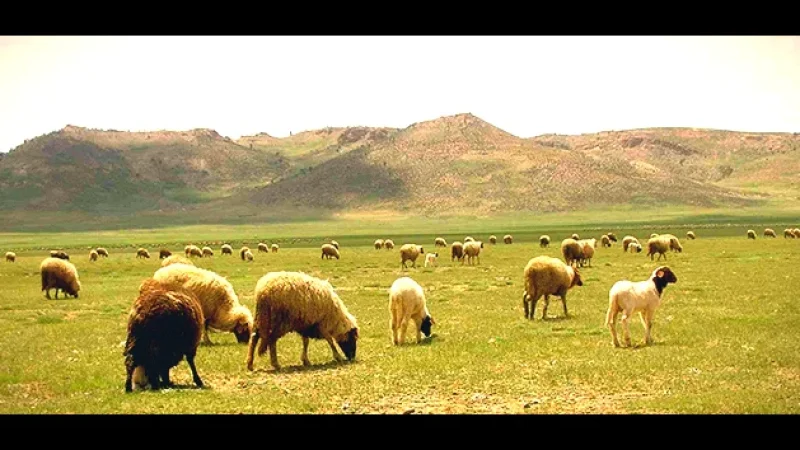 14) Seasonal Pasturelands(5)