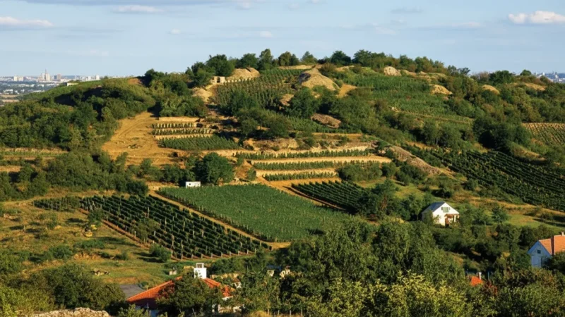 14) Sunset Viewpoints(1)