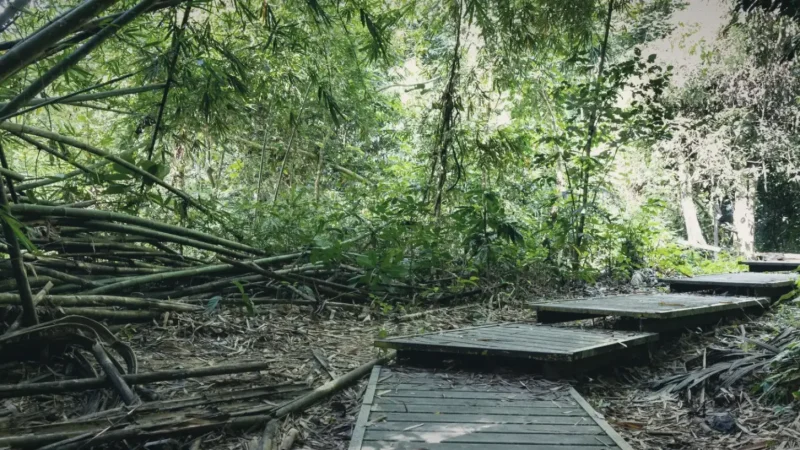 14) Taman Negara Boardwalk(6)