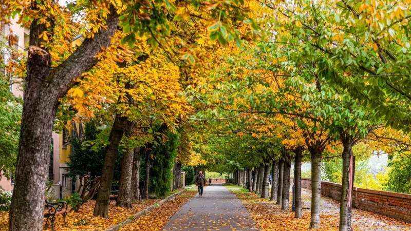 14) Tóth Árpád Promenade(4)