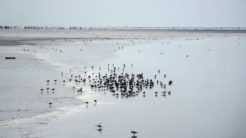 14) Wadden Sea National Park(2)