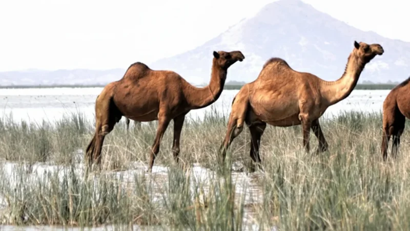 14. Banni Grasslands – A vast grassland ecosystem_(4)